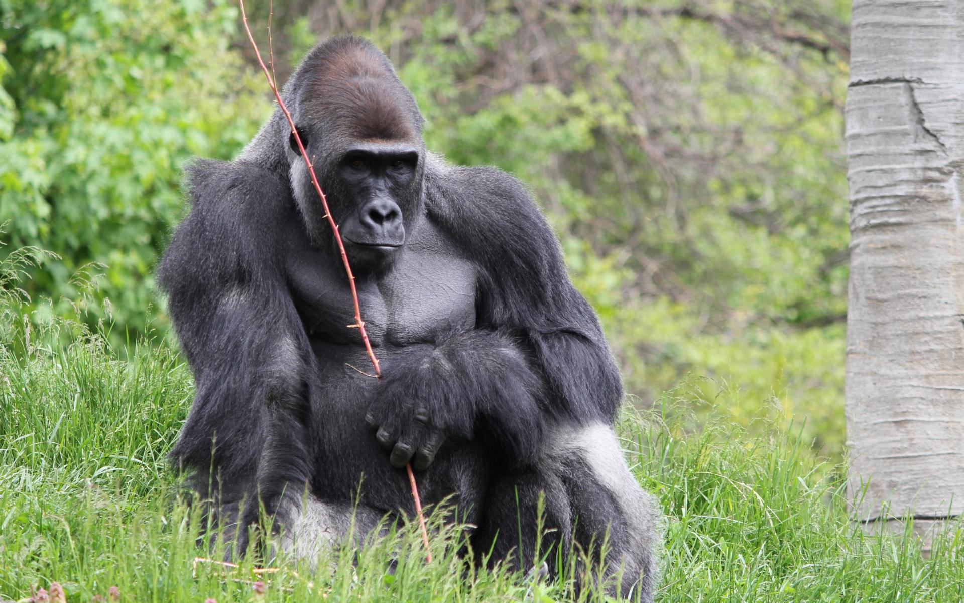 Gorilla