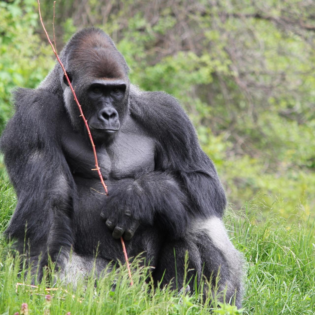 Gorilla